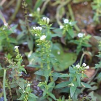 Limnophila heterophylla (Roxb.) Benth.